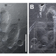 Two dinosaur footprints showing incredibly detailed skin impressions.
